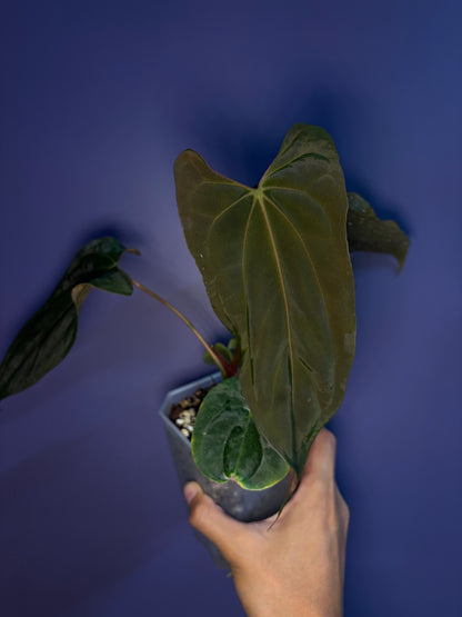 Anthurium Papillilaminum 'Ralph Lynam' × 'Fort Sherman' (RL × FS) (from Dwane)