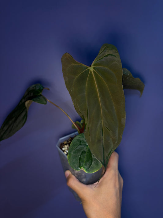 Anthurium Papillilaminum 'Ralph Lynam' × 'Fort Sherman' (RL × FS) (from Dwane)