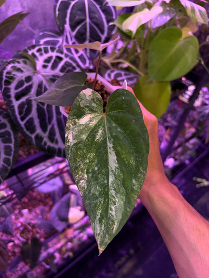 Anthurium papillilaminum var. × ‘BVEP’ [Tezula] - clone
