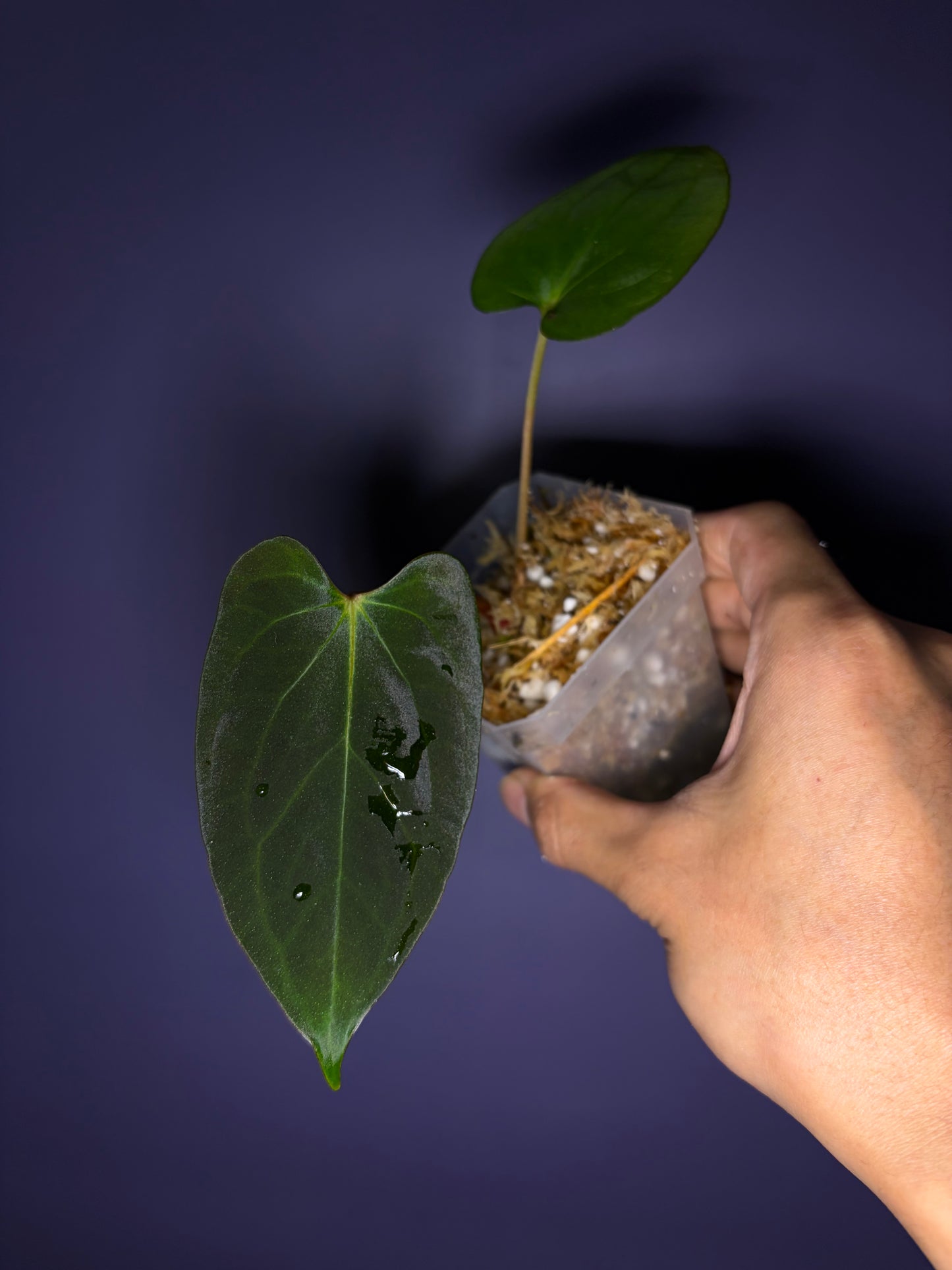 Anthurium papillilaminum ‘Vanderbilt’ - clone