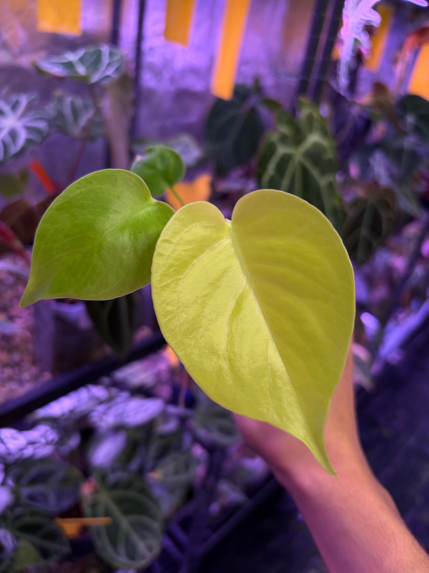 Monstera Deliciosa lime variegata