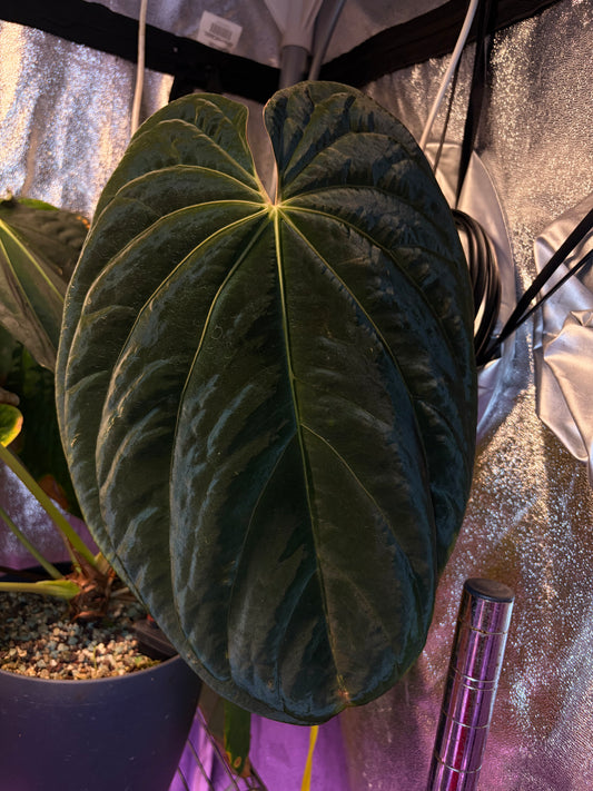 Anthurium BVEP OG1