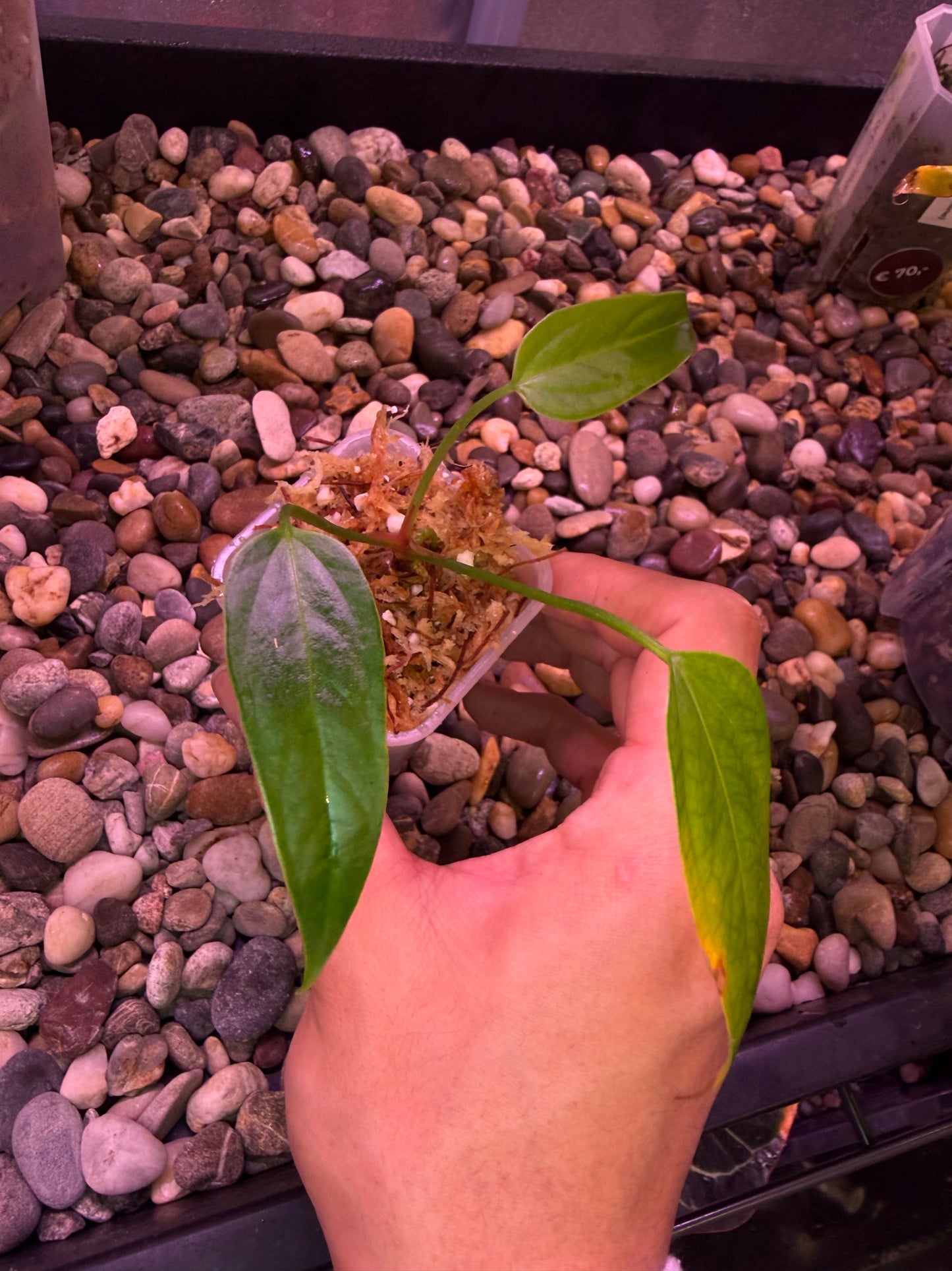 anthurium rioclarense Anthurium rioclarense wild hybrid S1 – Secret Foliage