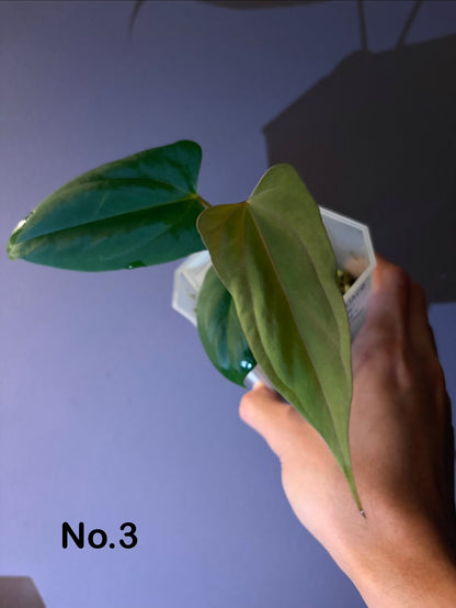 Anthurium ‘Black Sweet’ × papillilaminum ‘Fort Sherman’ (selected)