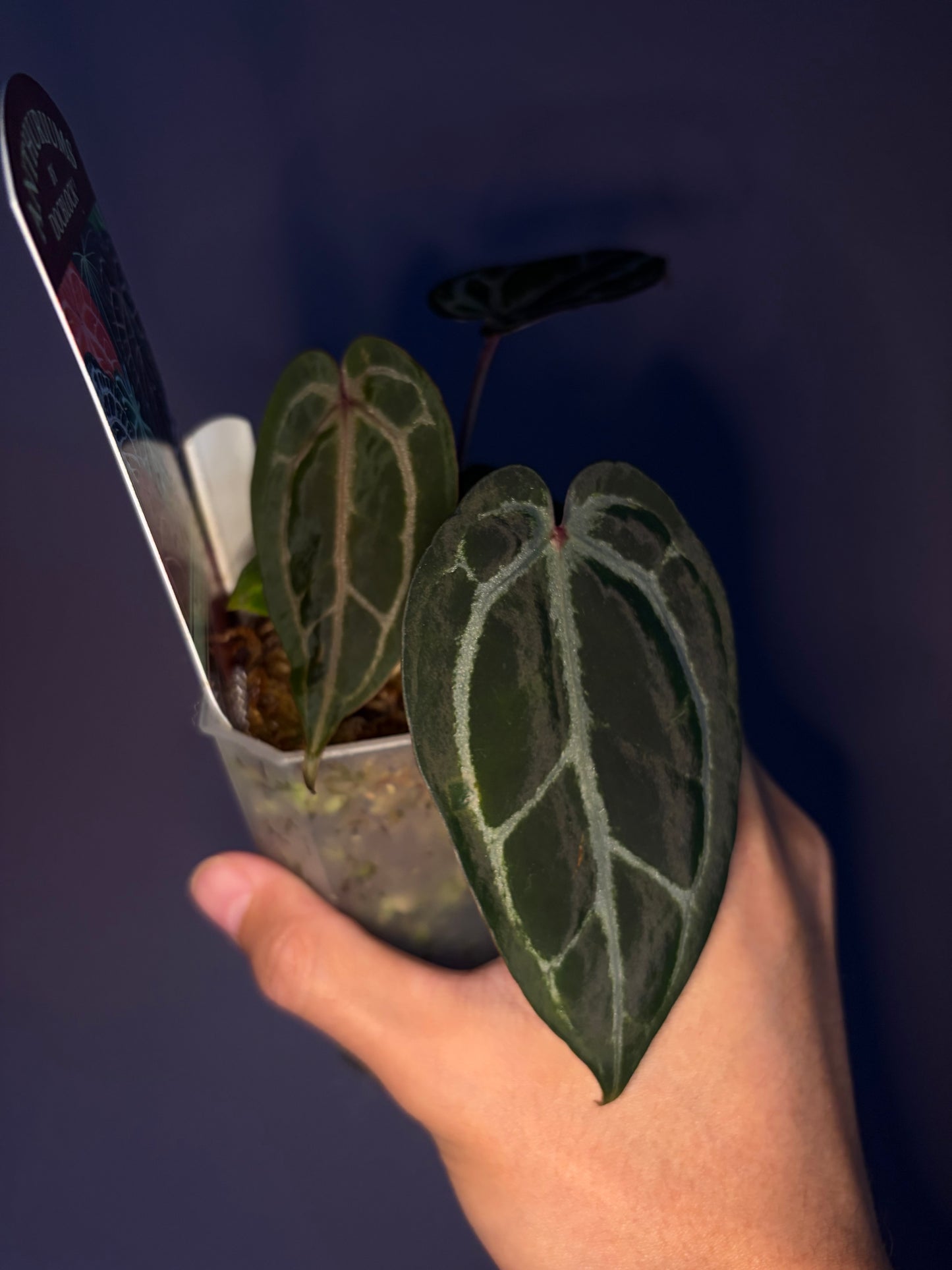 Docblock Tortoise Shell® Brown '34' X Purple Rain® '27' (selected)