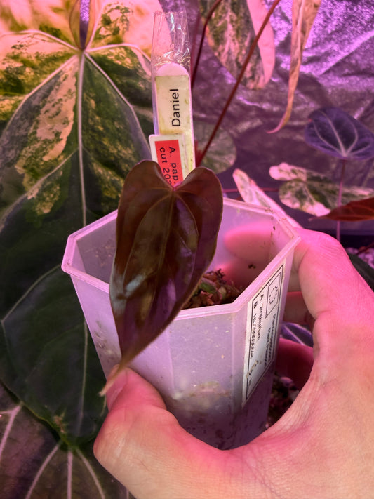 Anthurium papillilaminum ‘Daniel’ - clone