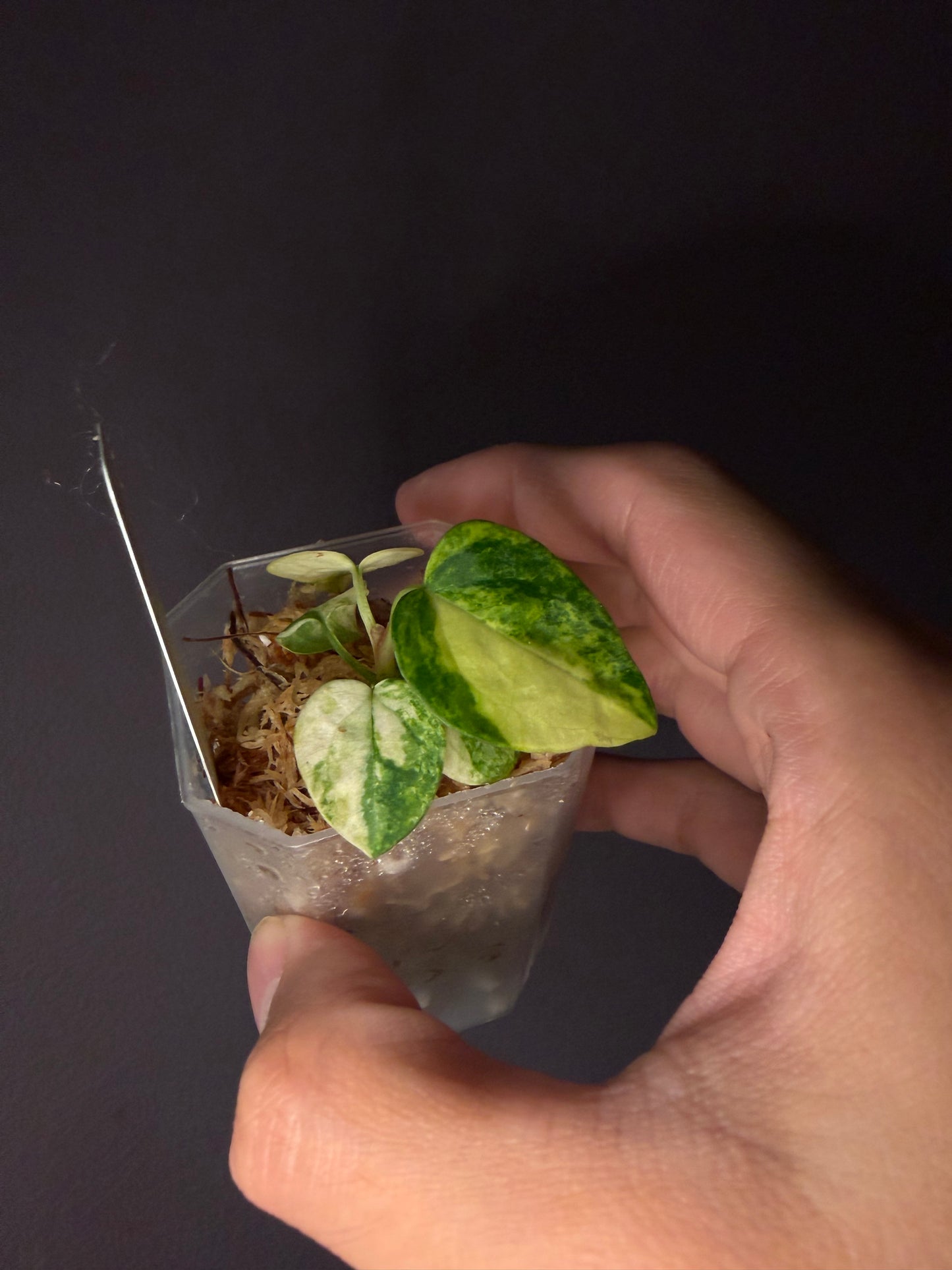 Anthurium papillilaminum var. × self - pre-order