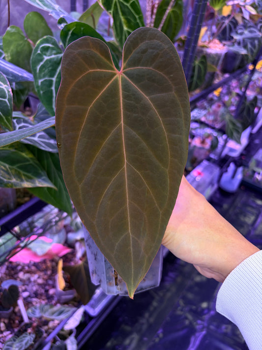 Anthurium ‘Red Spider’ × Antolakii/BVEP (Tezula)