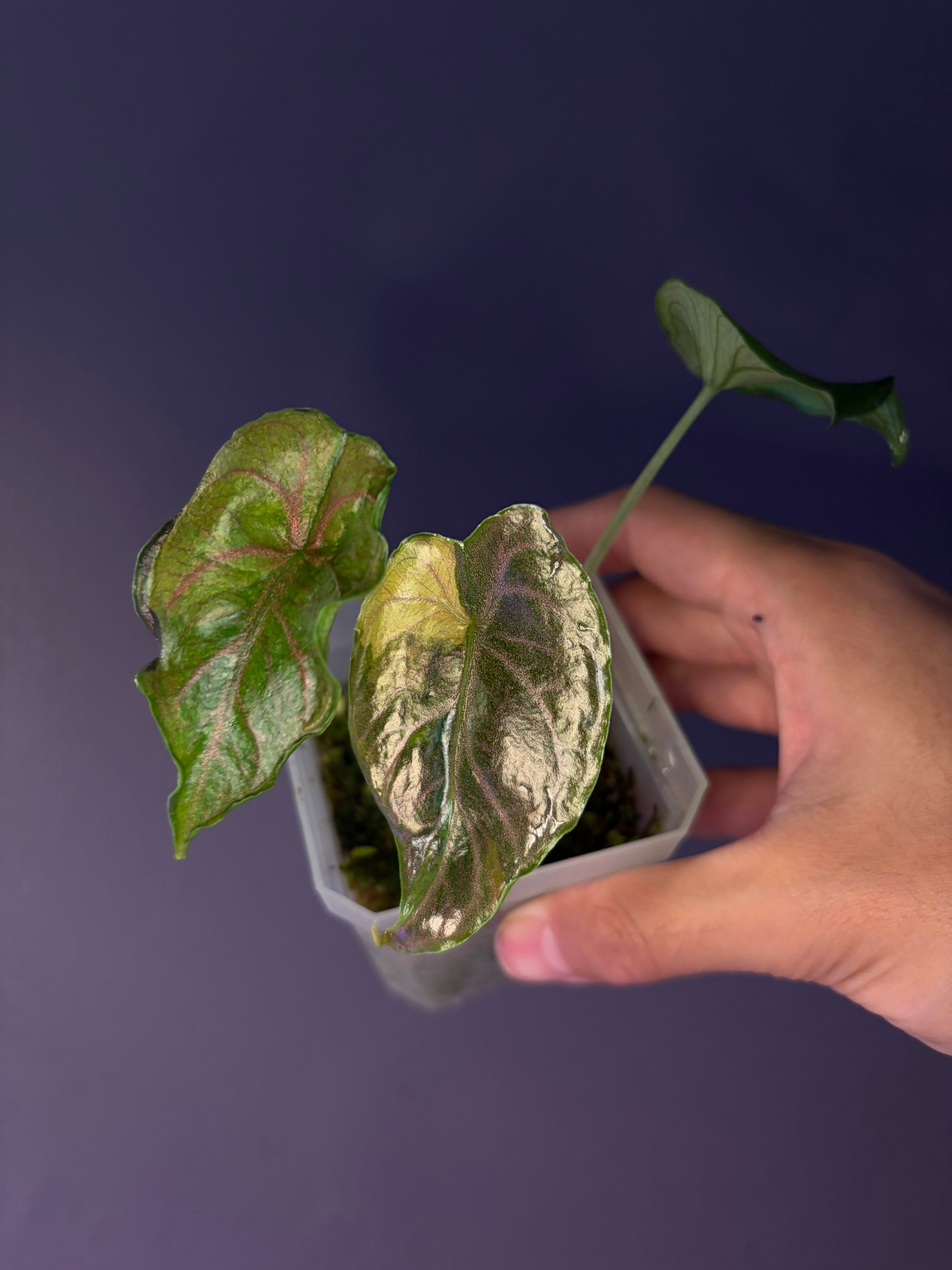 Alocasia Azlanii Aurea variegata – Secret Foliage