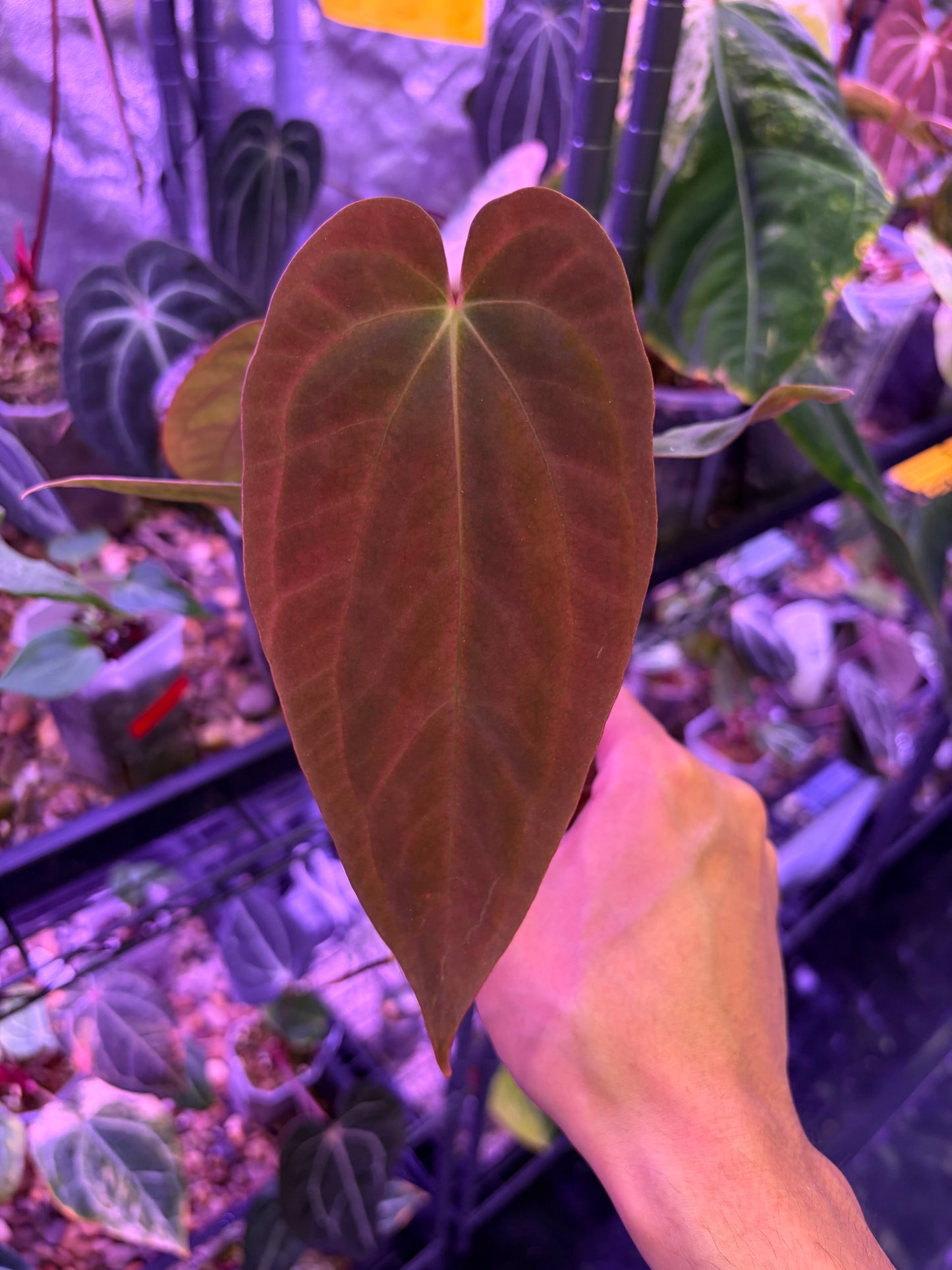 Anthurium Antolakii/BVEP (Round × Felix) × Papi (RL × FS)