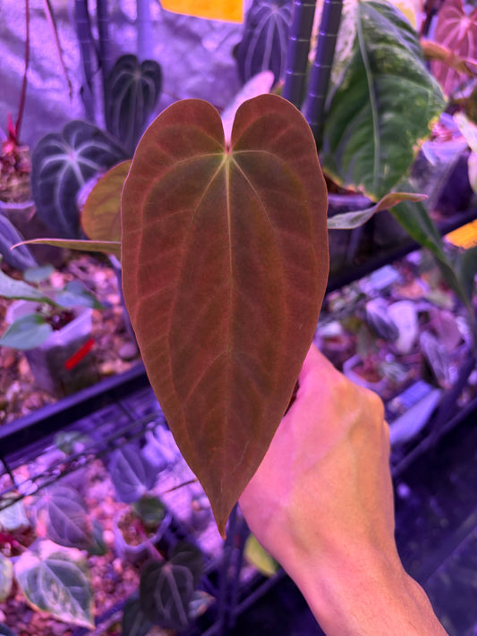 Anthurium Antolakii/BVEP (Round × Felix) × Papi (RL × FS)