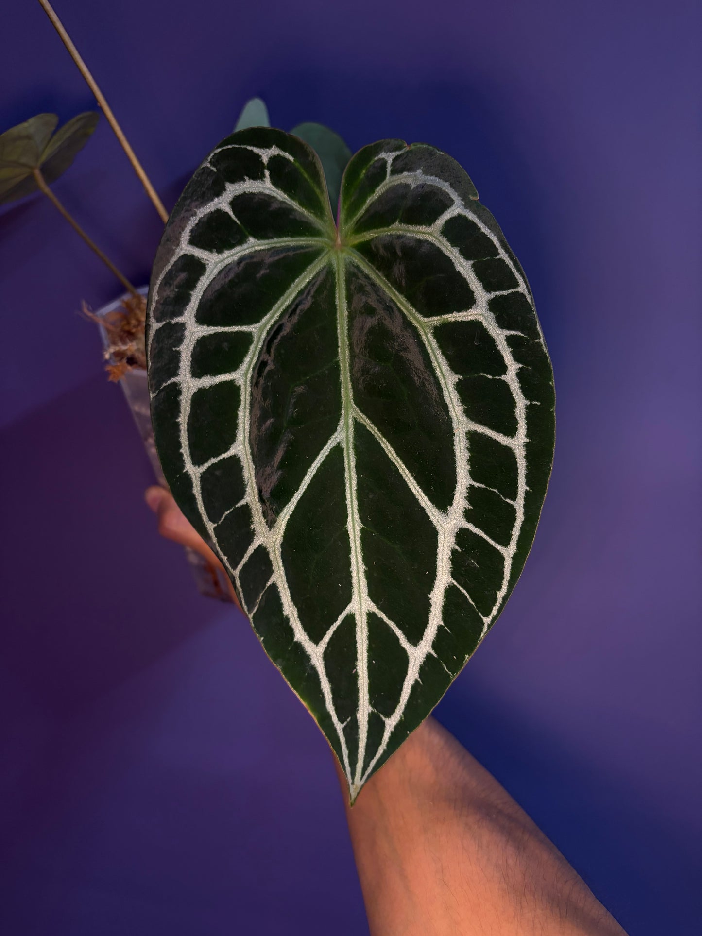 Anthurium crystallinum - selected