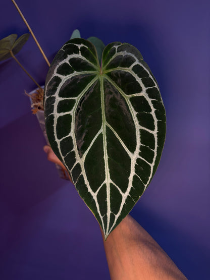 Anthurium crystallinum - selected