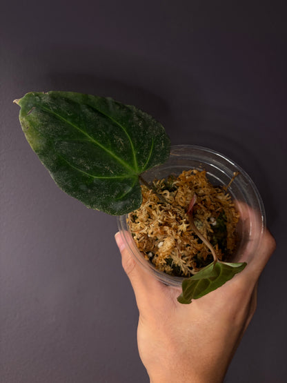 Anthurium besseae aff. (wide form #1) - clone