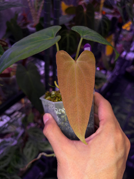 Anthurium ‘RVDP’ × (portillae ‘NSE’ × papillilaminum ‘FS’)