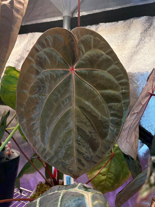 Anthurium ‘Bloodmoon’