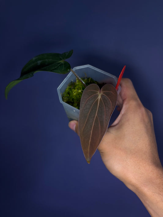 Anthurium Dressleri RG F2 × Carlablackiae - clone