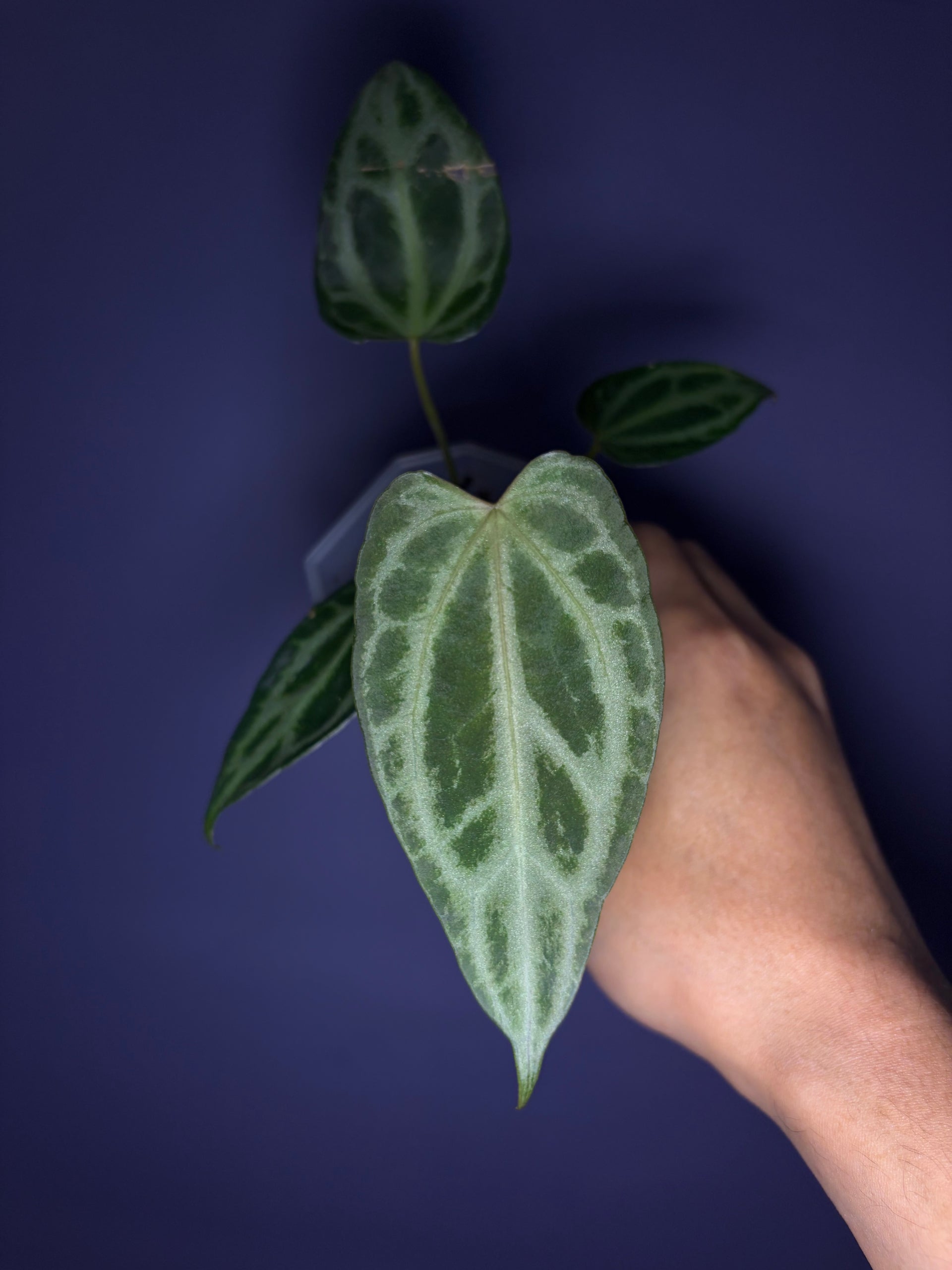 anthurium ftg Anthurium Crystallinum 'FTG' × self