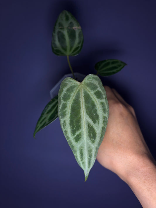 Anthurium Crystallinum ‘FTG’ × self - selected