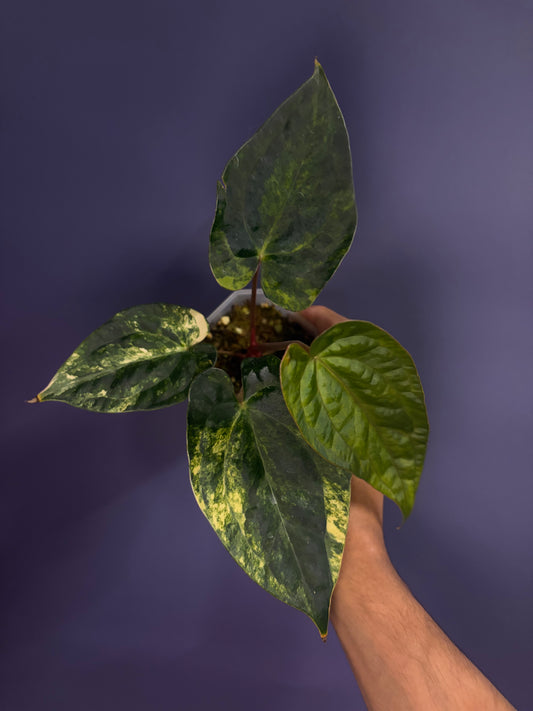 Anthurium papillilaminum var. × luxurians