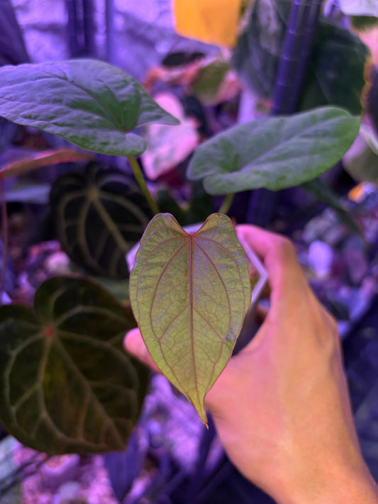 Anthurium ‘Red Vein Dark Phoenix’ × kunayalense