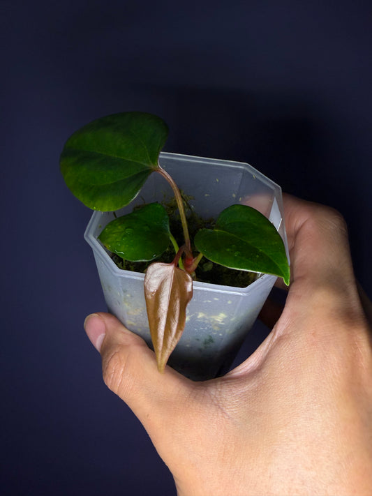 Anthurium ‘Indo Portillae’ × ‘Red Vein Dark Phoenix’