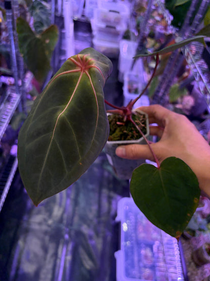 Anthurium Red Spider