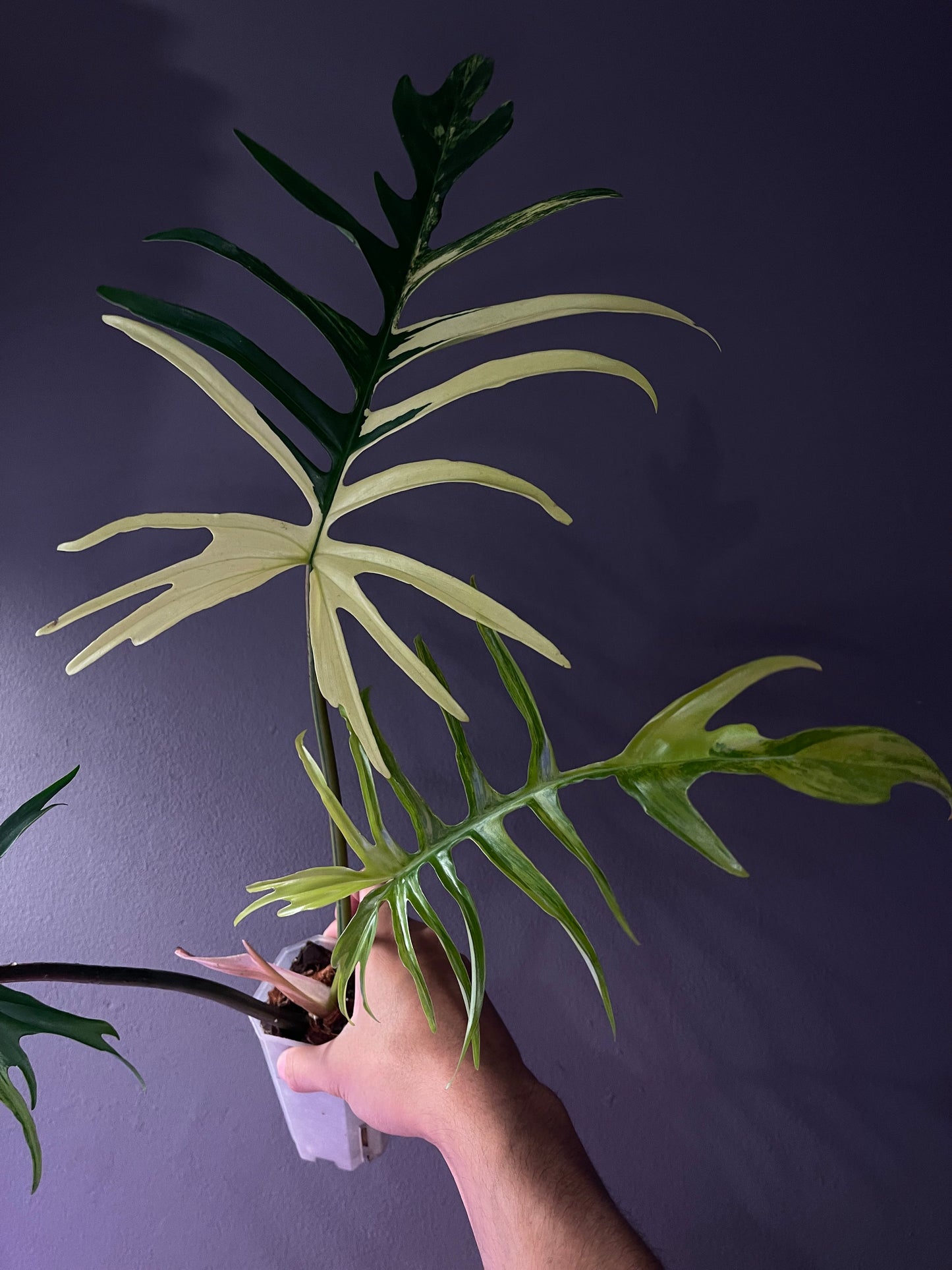 Philodendron Florida Beauty × Tortum Variegata