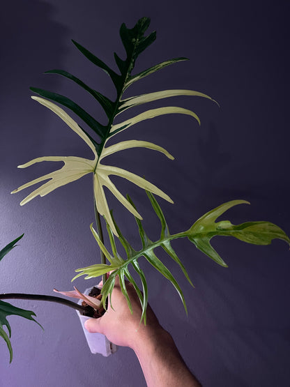 Philodendron Florida Beauty × Tortum Variegata