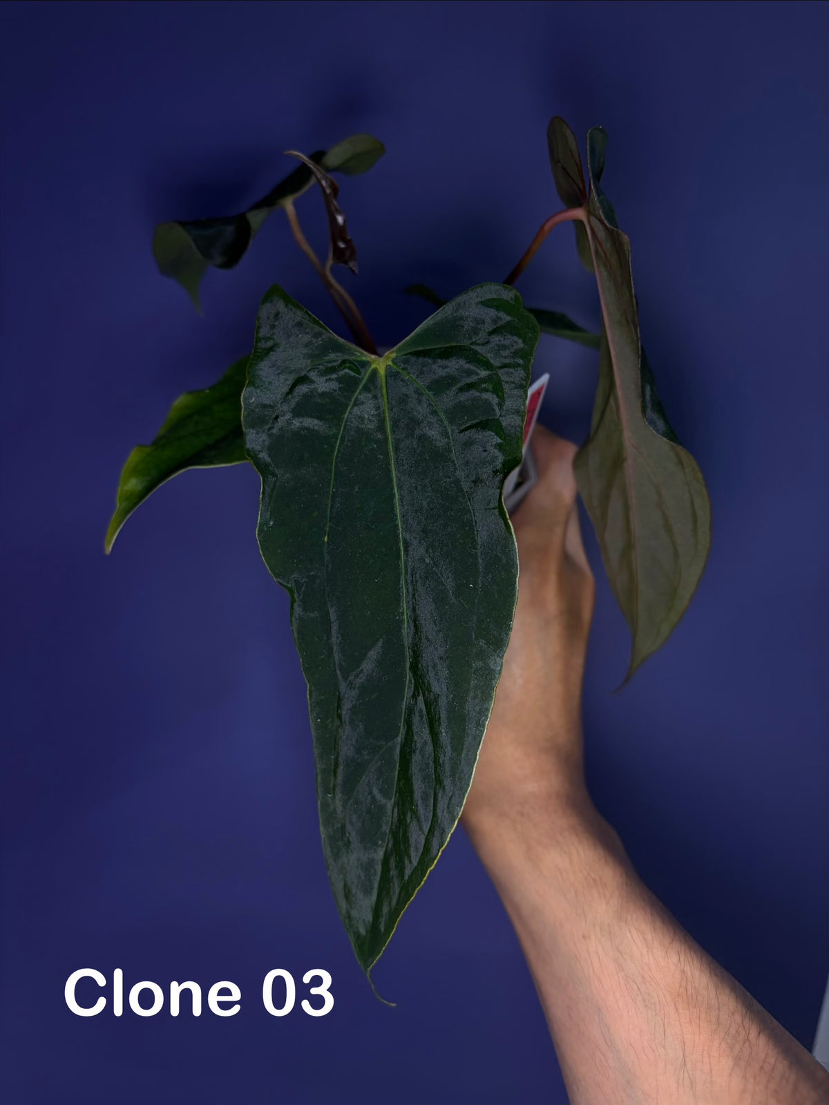 Anthurium papillilaminum ‘Ralph Lynam’ × self (selected #4)