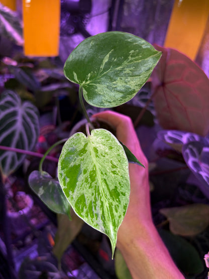 Monstera ‘Bulbasaur’