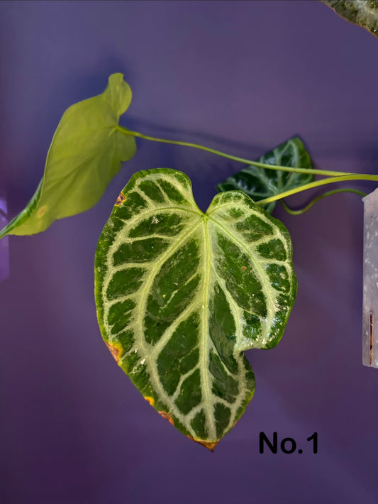 Anthurium Silver blush mint variegata