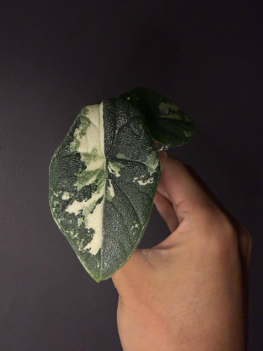 Alocasia Melo variegata