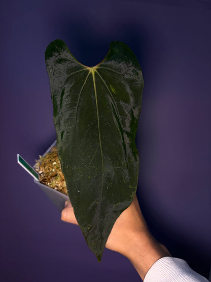 Anthurium papillilaminum ‘Ralph Lynam’ × self (selected #1)