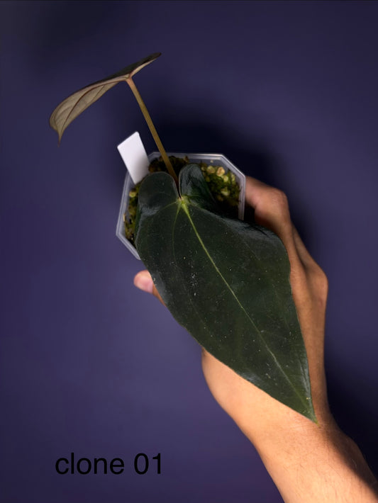Anthurium BVEP (OG2 × OG1) - clone