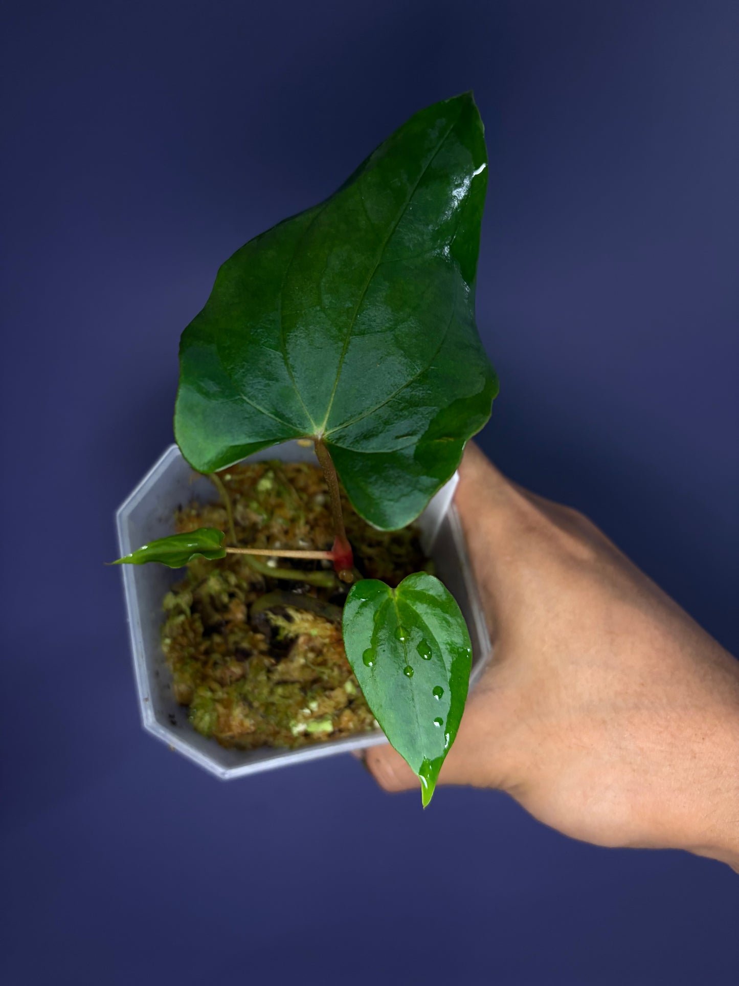 Anthurium papillilaminum ‘Ralph Lynam’ S1 (selected #3)