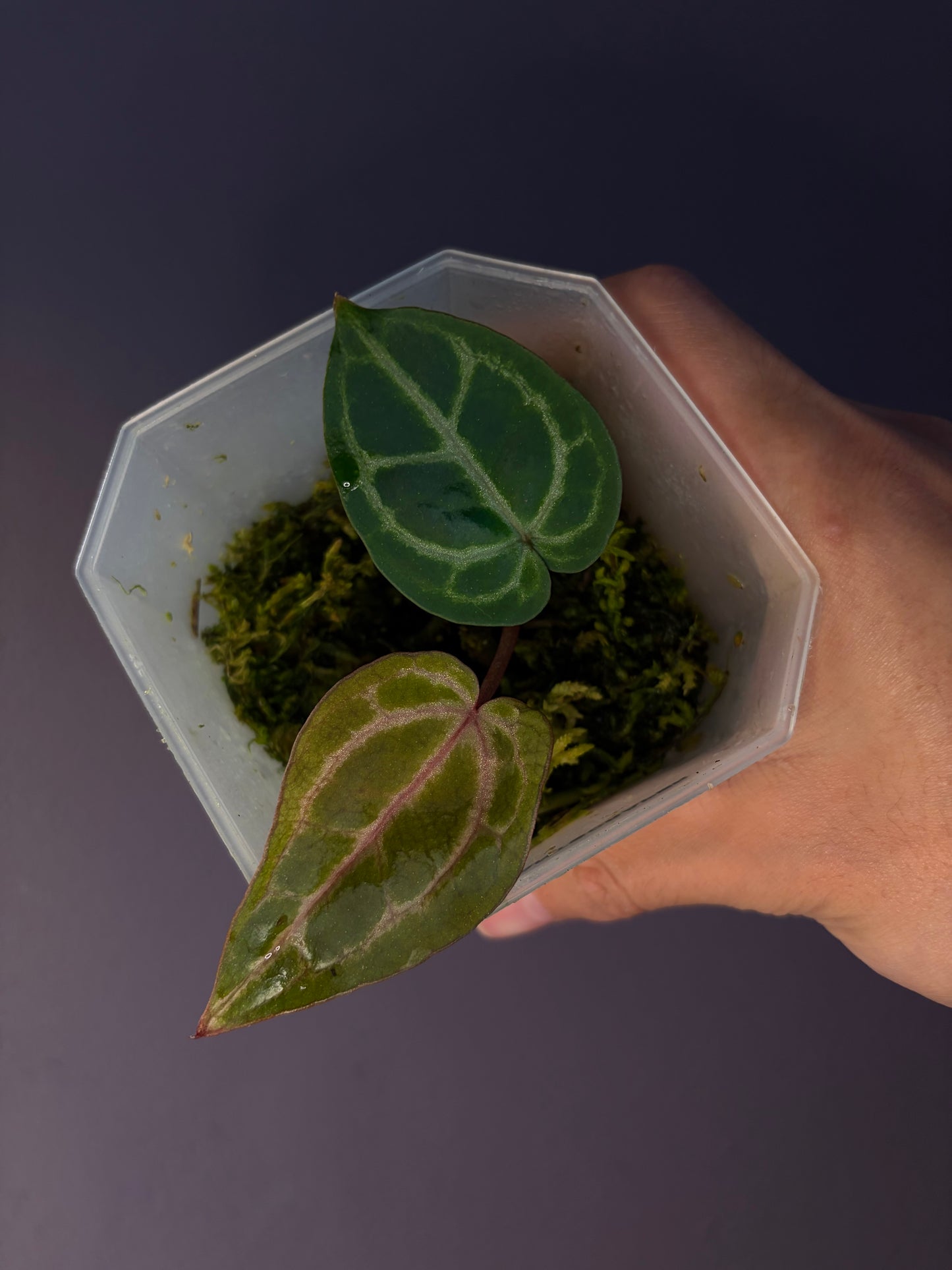 Docblock Zara ‘33’ x Home, sweet home ‘32’ (selected #1)