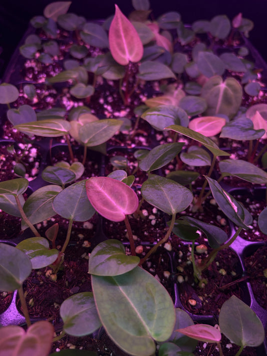 Seedling: ('Zara' 29 × ('Michelle' × 'Zara') 28) × carlablackiae #3