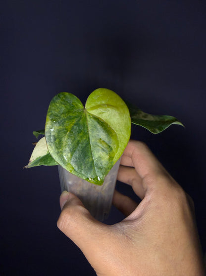 Anthurium andraeanum hybrid variegata