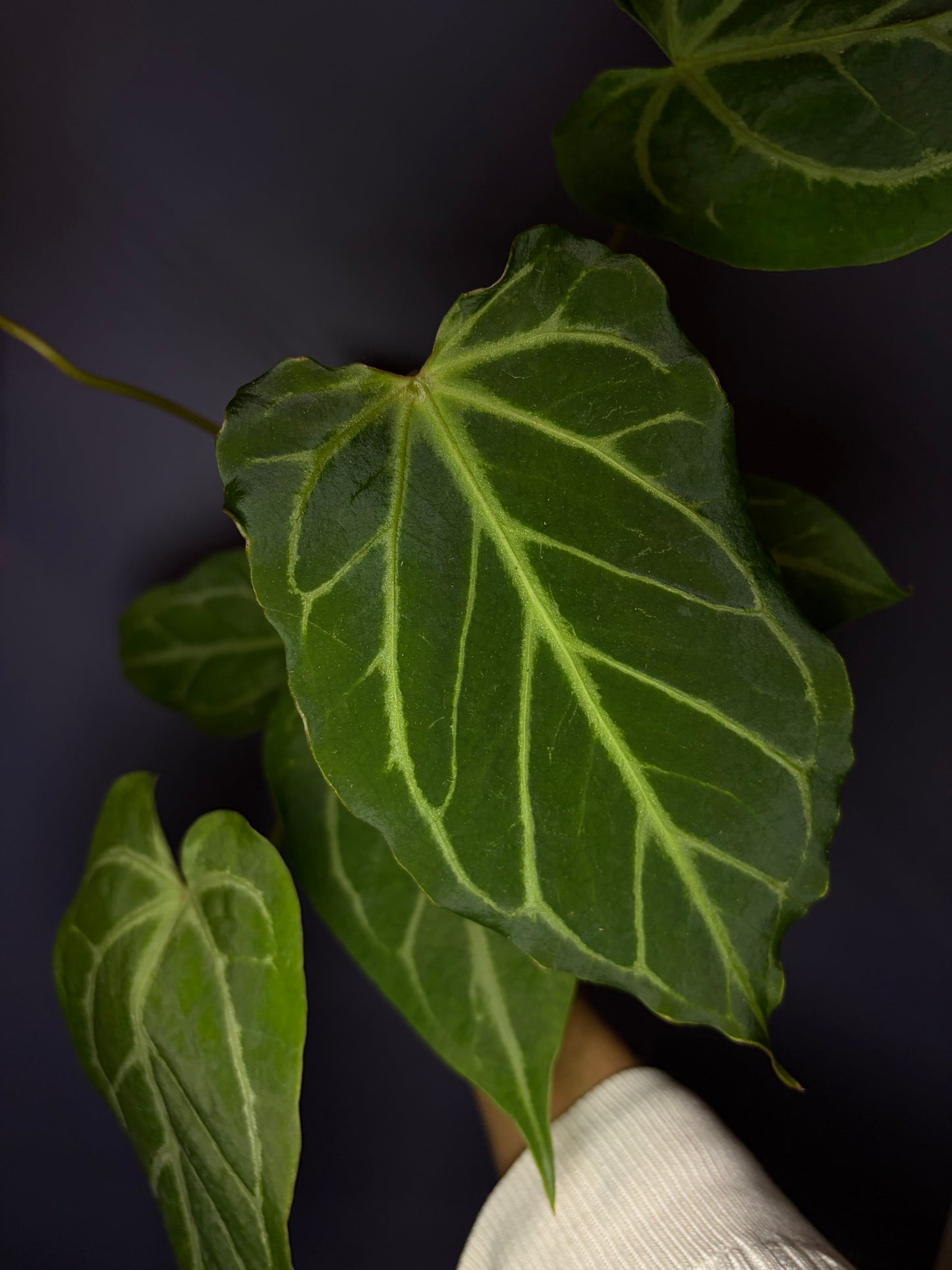 Anthurium Magnificum × (‘Zara’ × ‘Michelle’)
