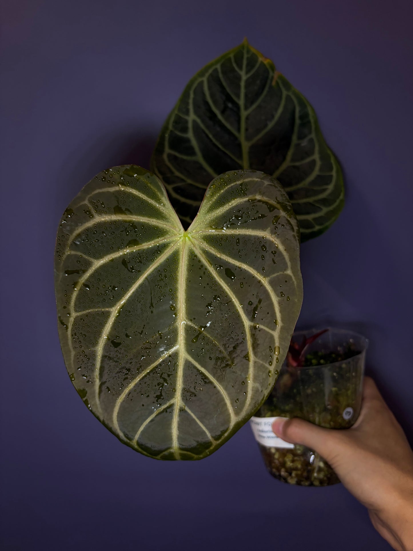 Anthurium ‘White Widow/Jackie’