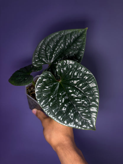 Anthurium luxurians