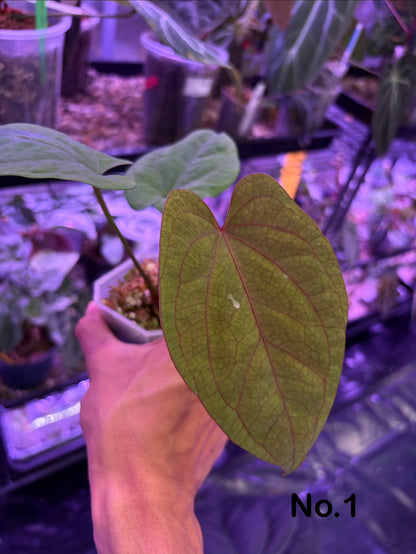 Anthurium ‘Red Vein Dark Phoenix’ × kunayalense