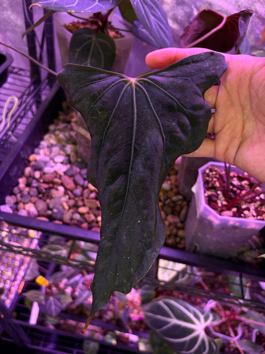 Anthurium papillilaminum ‘Ralph Lynam’ × self - selected #5