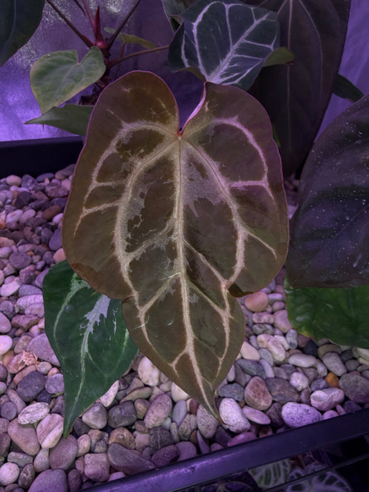 Anthurium Magnificum × (‘Zara’ × ‘Michelle’) ‘blisters’ mutated