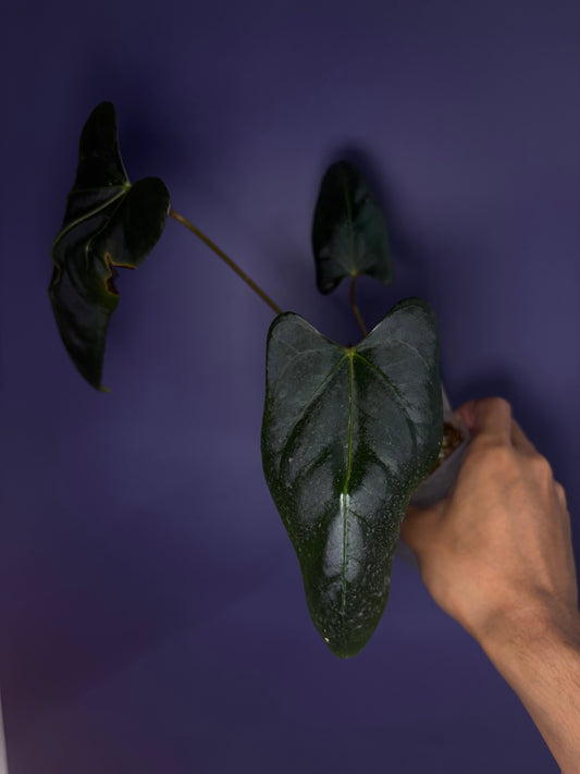 Anthurium ‘Mr. Worldwide’ × Pap ‘Daniel’ - clone