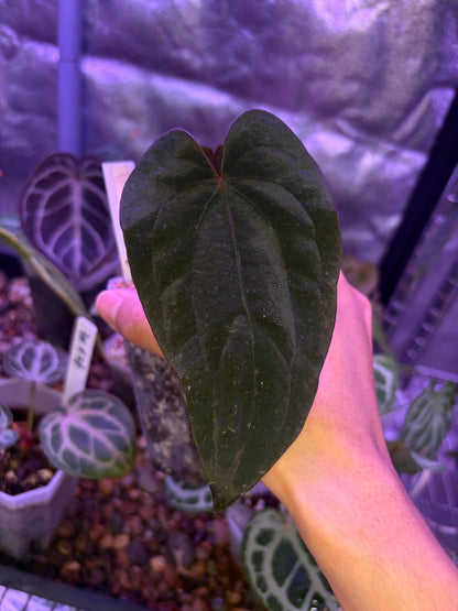 Anthurium (Papillilaminum RL × FS) × dressleri RG F2