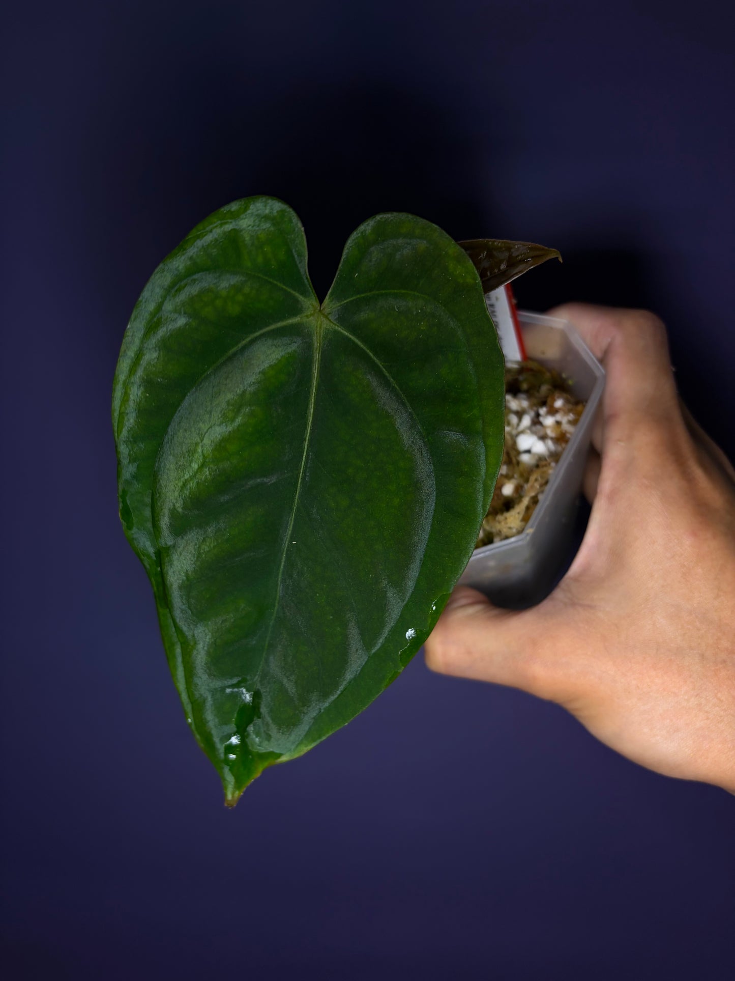 Anthurium papillilaminum RA6 - clone