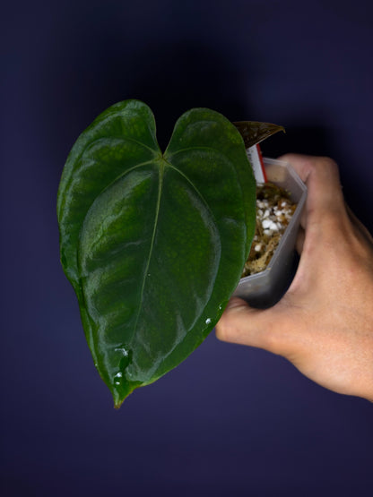 Anthurium papillilaminum RA6 - clone