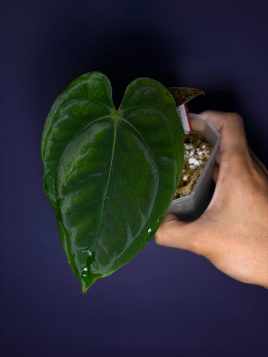 Anthurium papillilaminum RA6 - clone